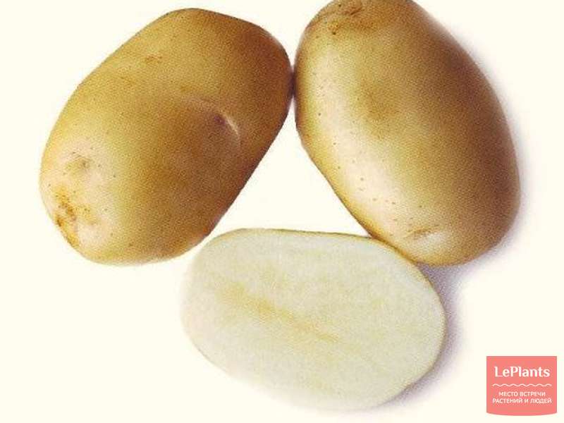 Картофель удача