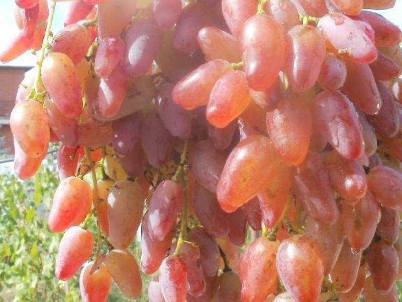 Сорт винограда преображение: происхождение, описание, особенности посадки и правила ухода