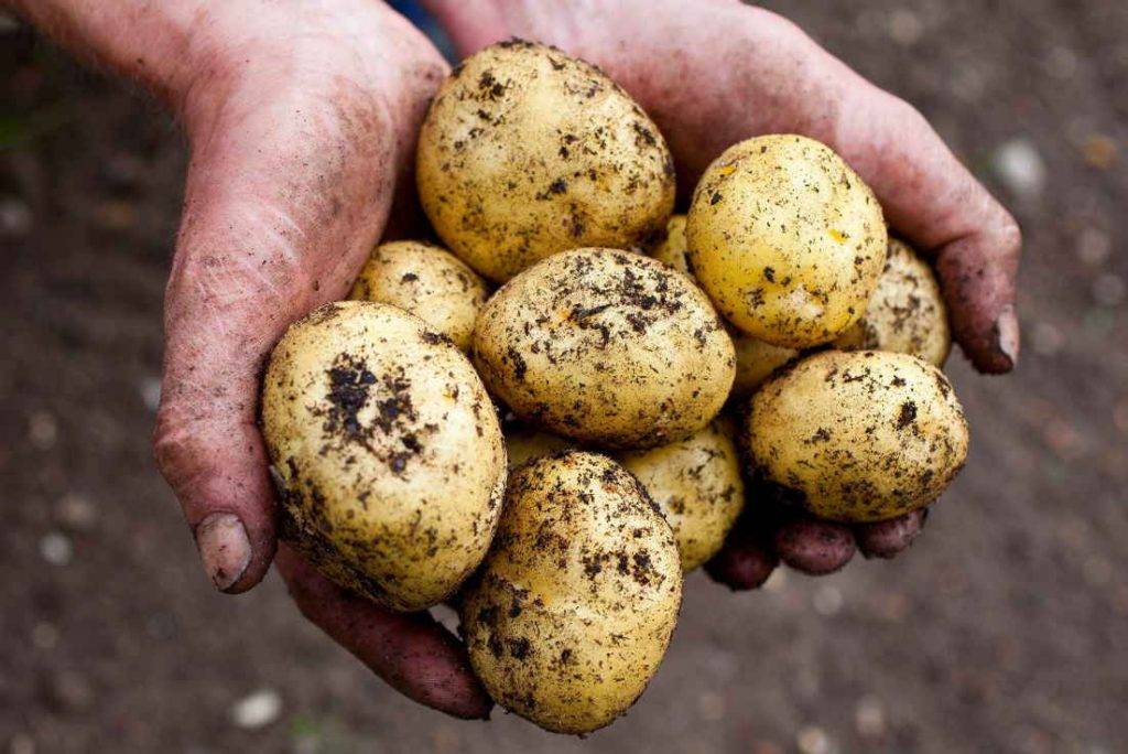 Правила хранения семенного картофеля: инструкция по подготовке семян и оптимальные условия
