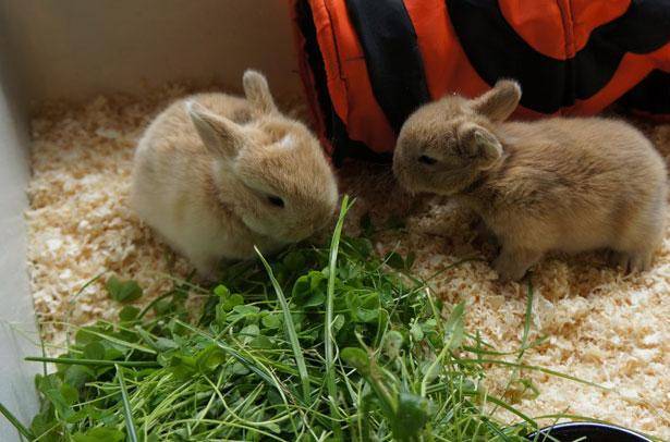 Можно ли кроликам давать ботву моркови и ее корнеплоды