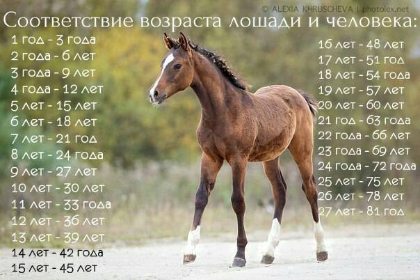 Галоп лошади: виды, средняя скорость, как правильно ездить и остановить лошадь в галопе, фото, видео