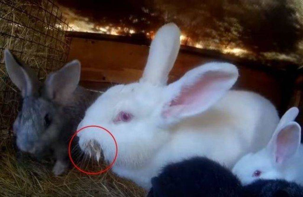 Болезни кроликов, которые несут угрозу здоровью человека