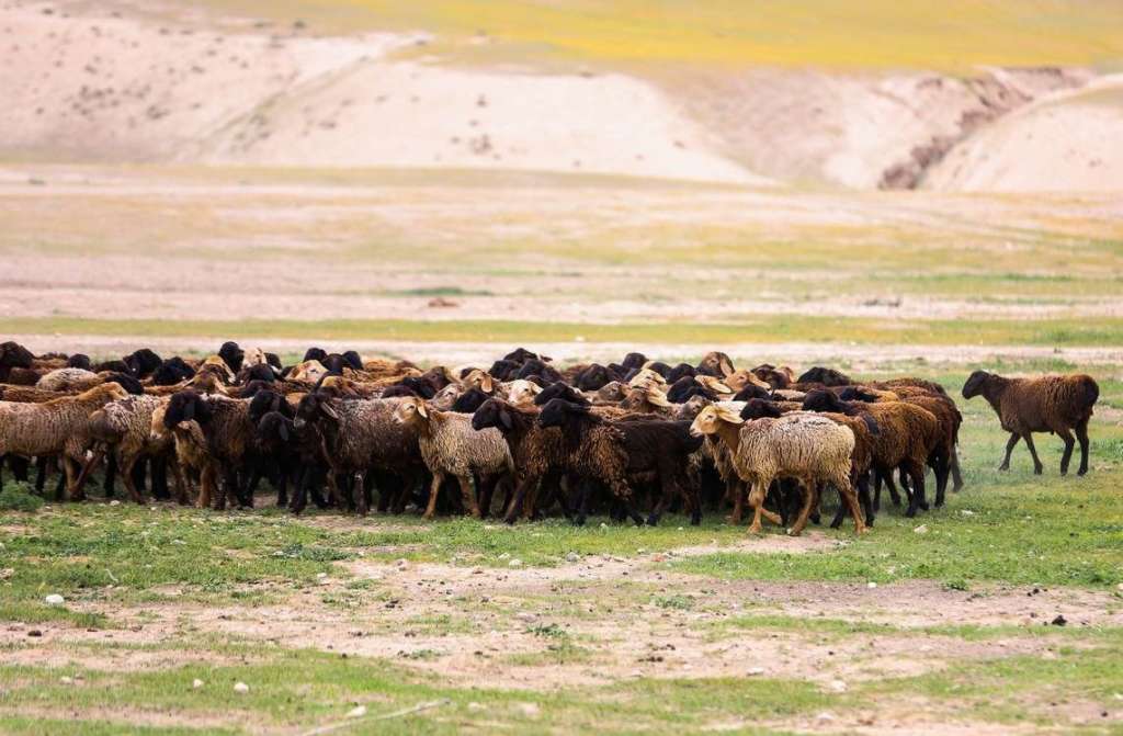 Гиссарская порода овец: содержание, уход и размножение