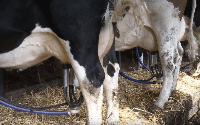 Что нужно предпринять, если корова не даёт молоко?