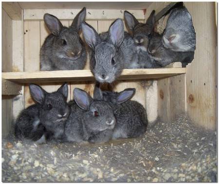 Что делать, если кролики грызут деревянные клетки, и почему такое случается?