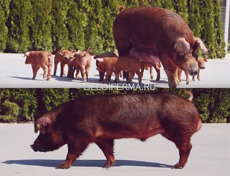 Свиньи породы дюрок: характеристика, достоинства и недостатки породы, особенности кормления рыжих свиней