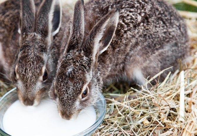 Вода для кроликов: сколько нужно давать?