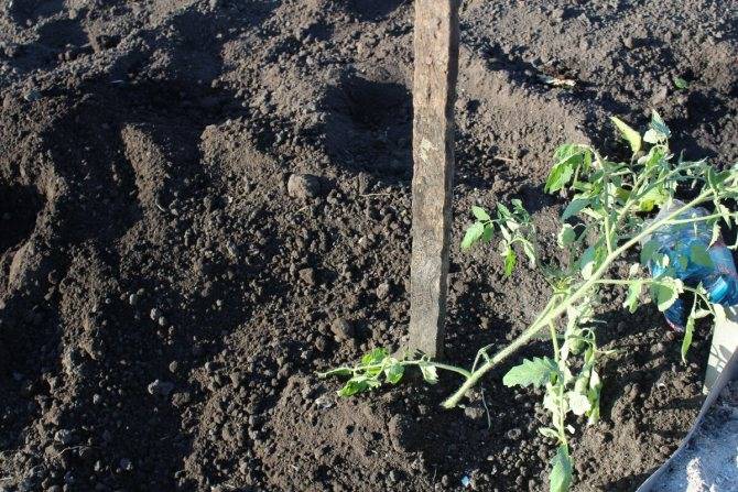 Как удачно посадить помидоры под зиму в теплице или открытом грунте