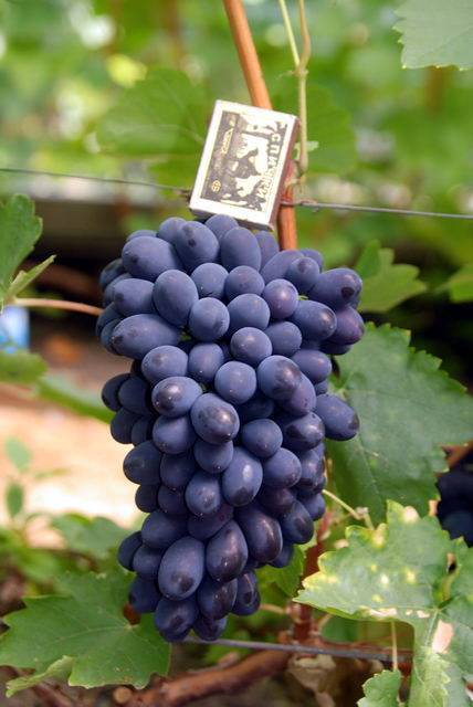 Виноград кодрянка, описание сорта: фото и отзывы, посадка и уход за виноградом