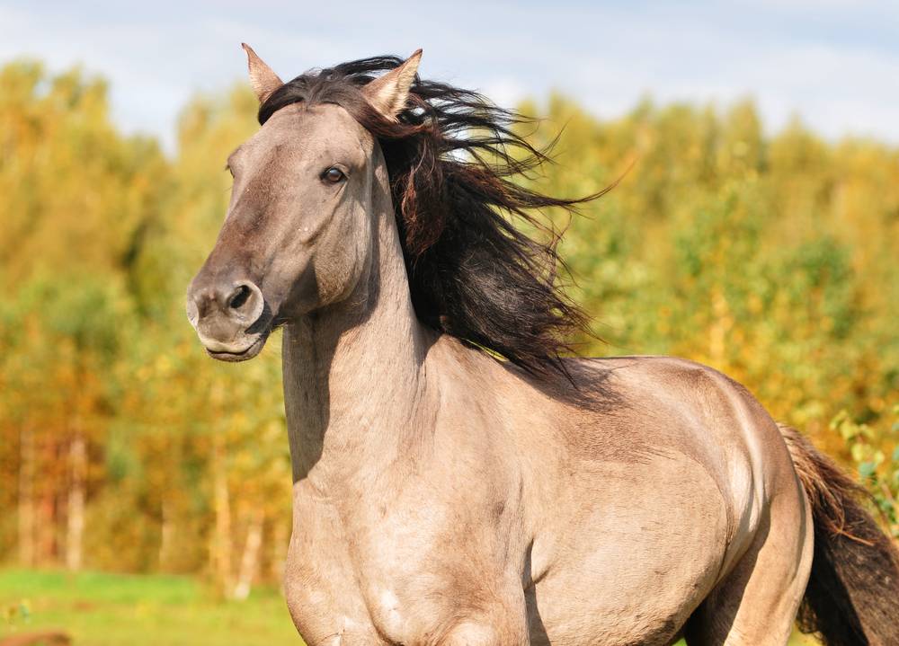 Башкирская лошадь: экстерьер, история происхождения, продуктивные качества
