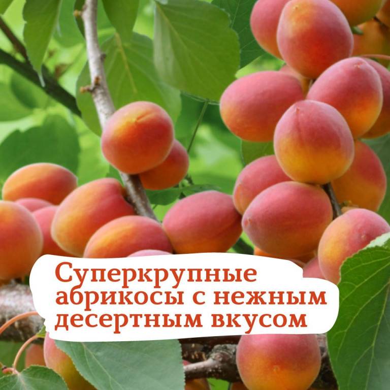 Описание сорта абрикоса триумф северный