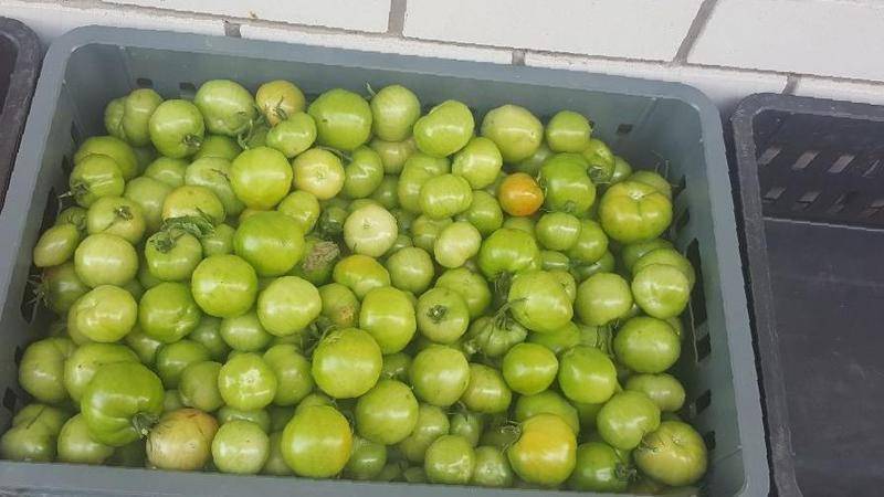 Способы дозревания зеленых помидоров в домашних условиях