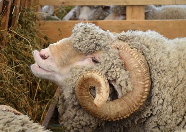 Содержание овец зимой. кормление, советы, фото и видео