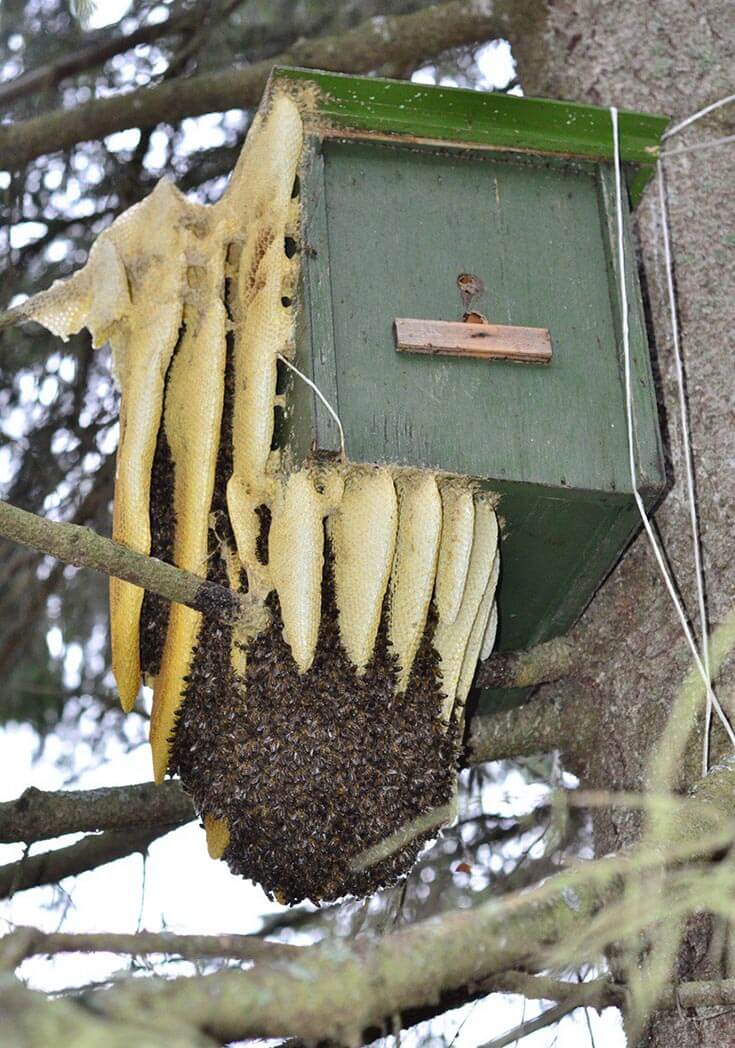 Дикие пчелы, где живут дикие пчелы, фото, укус дикой пчелы