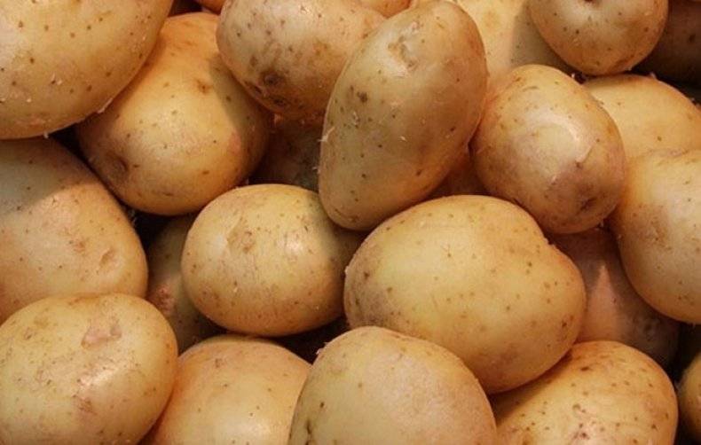 Сорт картофеля жуковский ранний: характеристика и описание, посадка и уход
