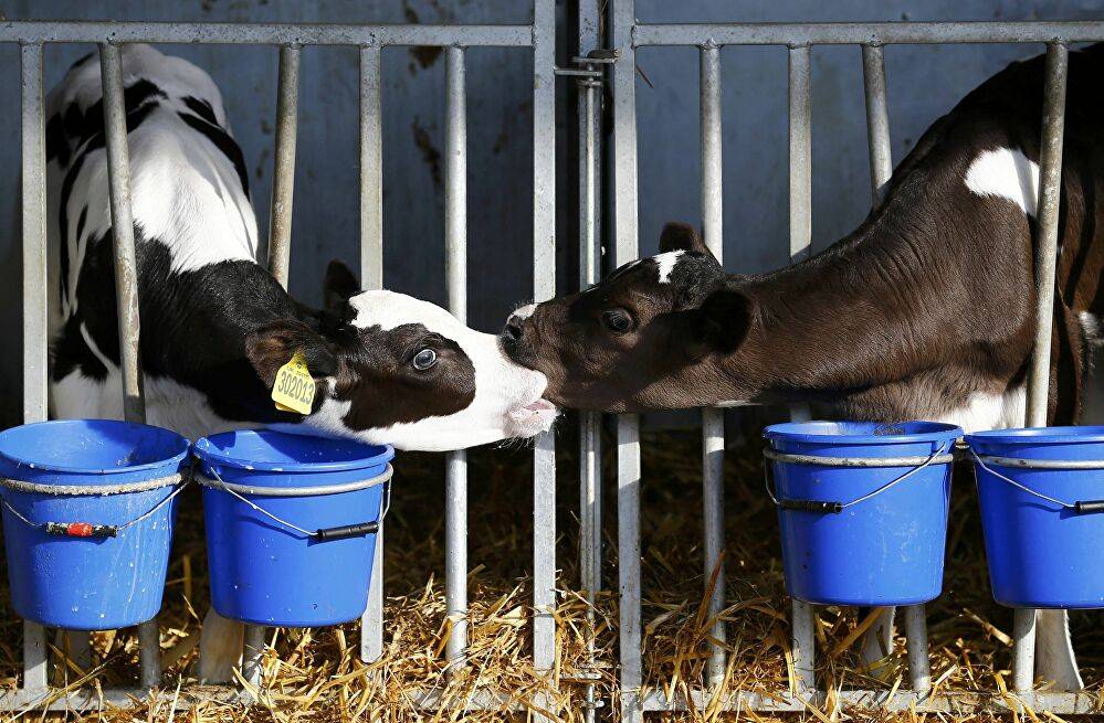 Разведение коров в домашних условиях