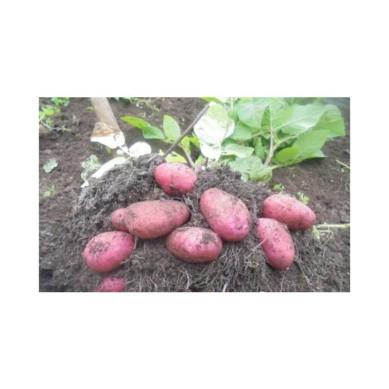 Картофель ред скарлет описание сорта, характеристики и отзывы. фото и выращивание