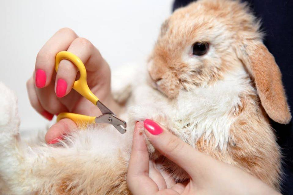 Стрижка кроликов: правила груминга для питомца
