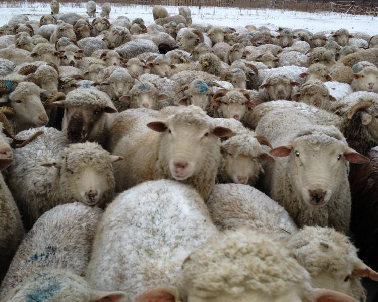 Овцеводство: разведение овец как бизнес
