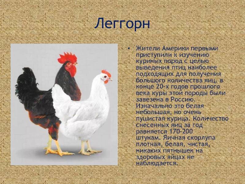 Котляревские куры - описание породы кур с фото | россельхоз.рф