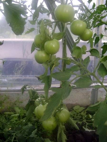 Выращивание томата интуиция