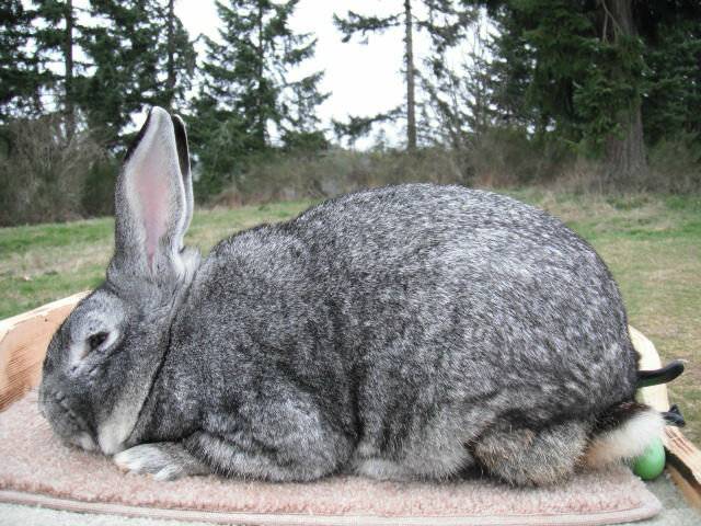 Самые большие кролики в мире