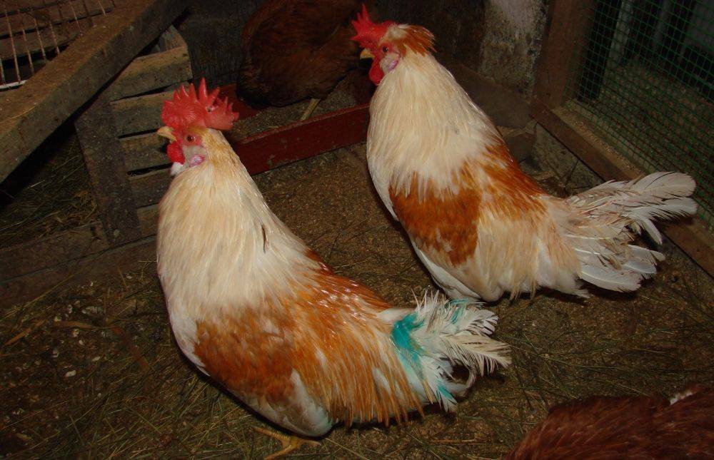 О курах, петухах, бройлерах и цыплятах, выщипывающих друг у друга перья