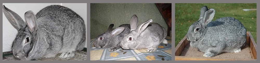 Шиншилла кролики: описание породы, особенности ухода, плюсы и минусы