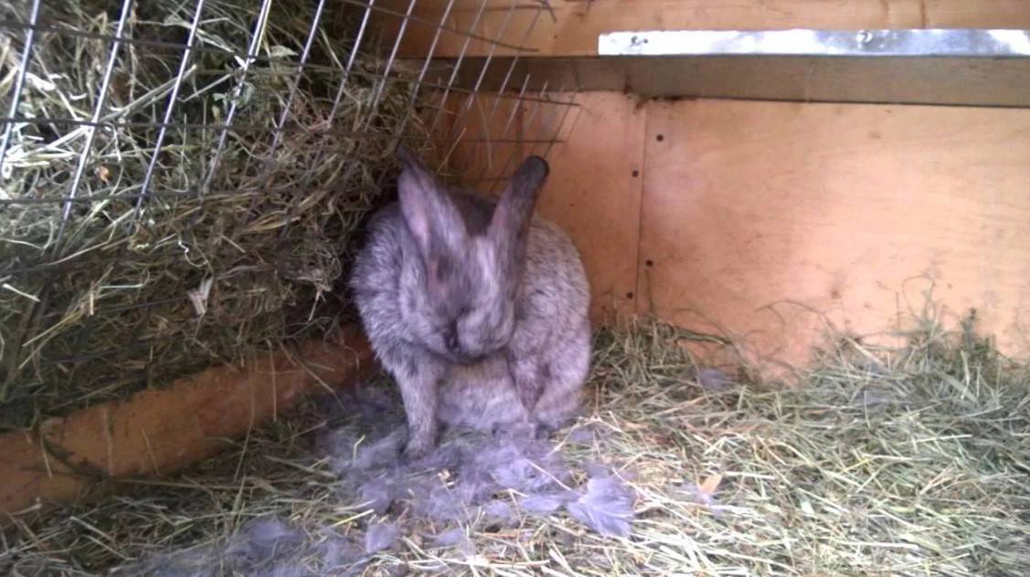 Почему крольчиха ест своих крольчат, как бороться с агрессией у кроликов