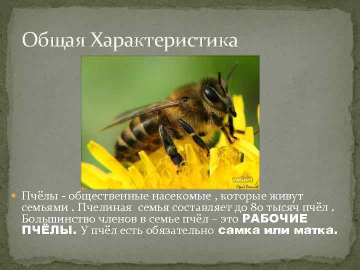 Селекция пчел — рекомендации для пчеловодов