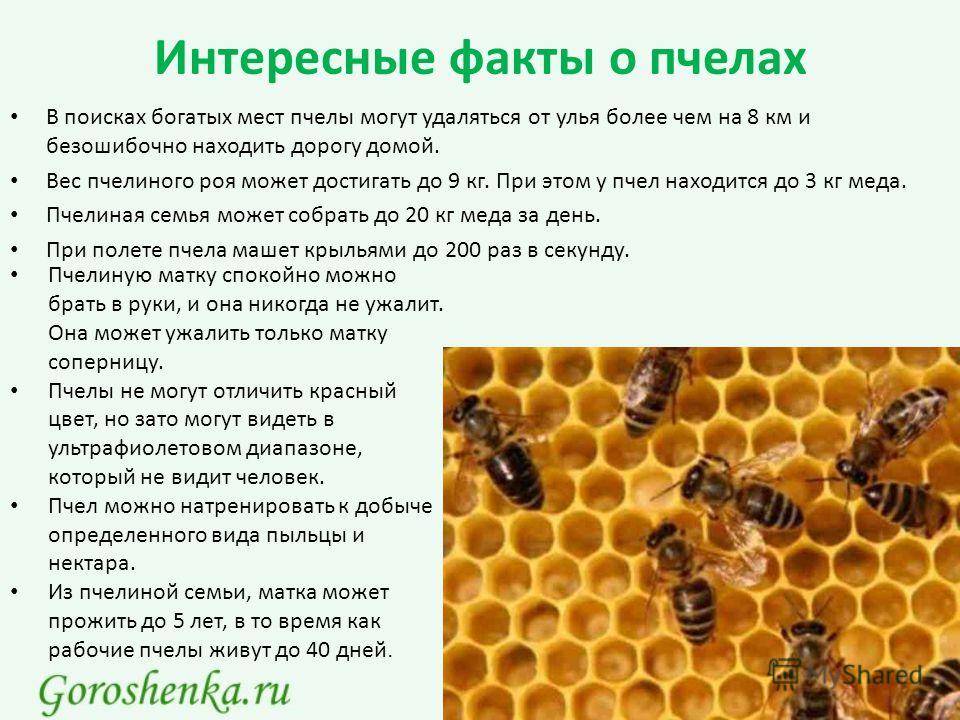 Жизненный цикл рабочей пчелы - развитие пчелы от яйца до пчелы