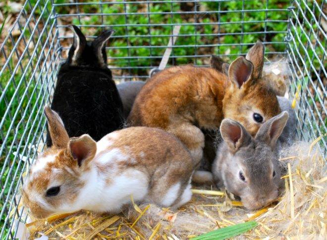 Декоративные кролики: содержние и уход в домашних условиях для начинающих