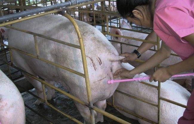 Искусственное оплодотворение свиноматок