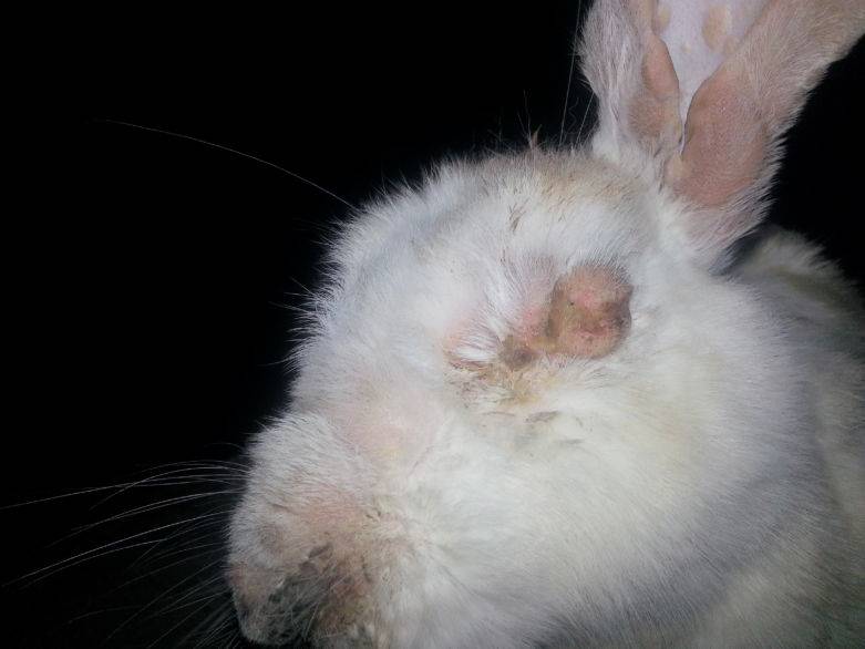 Инфекционный стоматит (мокрая мордочка) и парша у кроликов