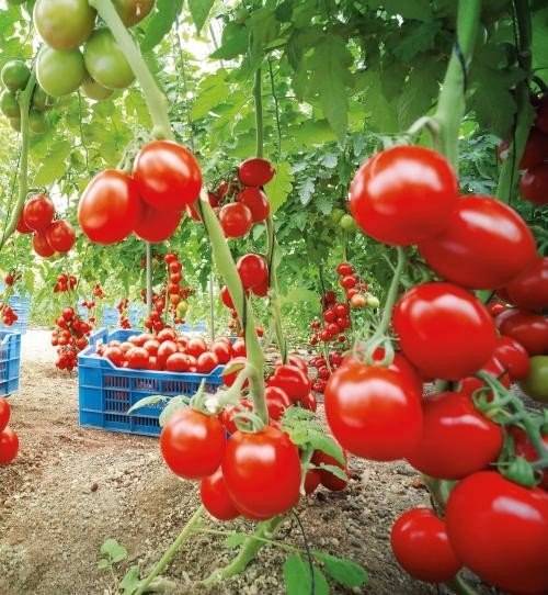 Несколько секретов для увеличения урожая томатов.
