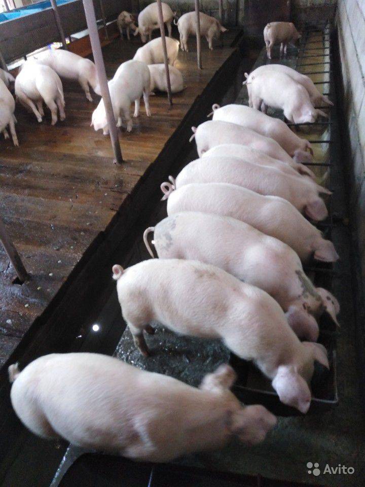 Порода свиней ландрас — описание, характеристики