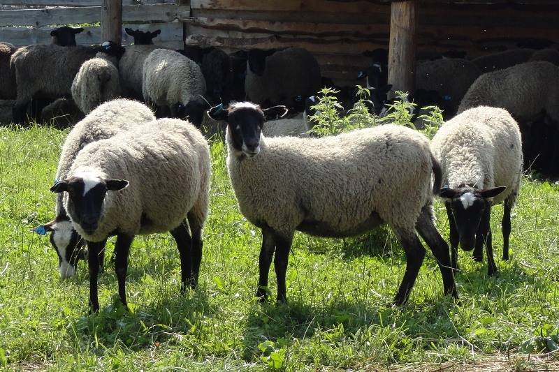 Особенности разведения романовской породы овец