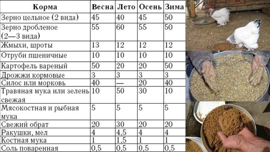 Ячмень для кур можно ли кур кормить ячменем - oozoo.ru