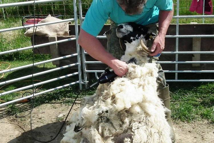 Машинка для стрижки овец и баранов: как выбрать, как ухаживать и как пользоваться