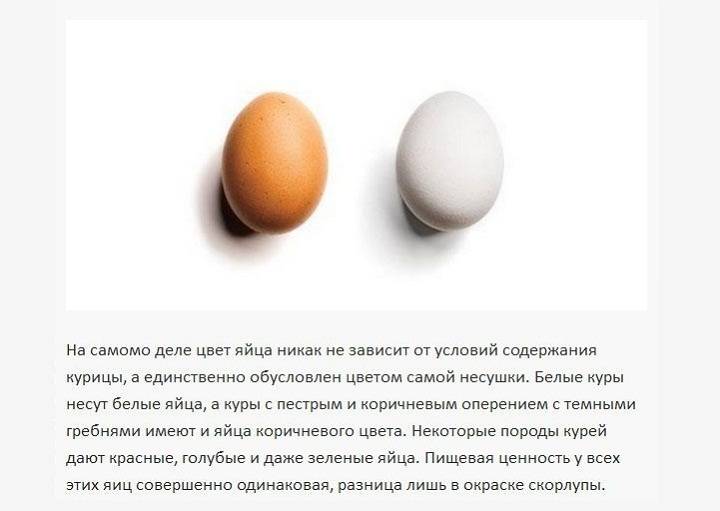 Почему одни куриные яйца коричневые, а другие белые? описание, фото и видео