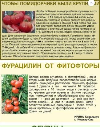 Внекорневая подкормка томатов: как осуществить, что это такое, подкормка своими руками, фото, когда и чем