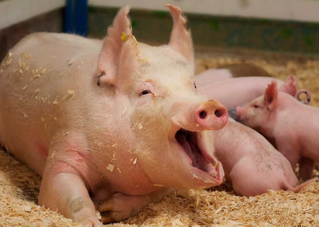 Уход за свиноматкой в период опороса и лактации.