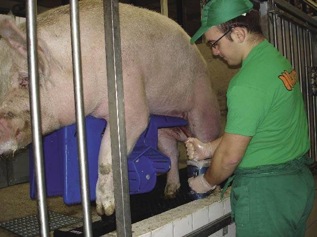 Осеменение свиноматок: успеть за 20 минут