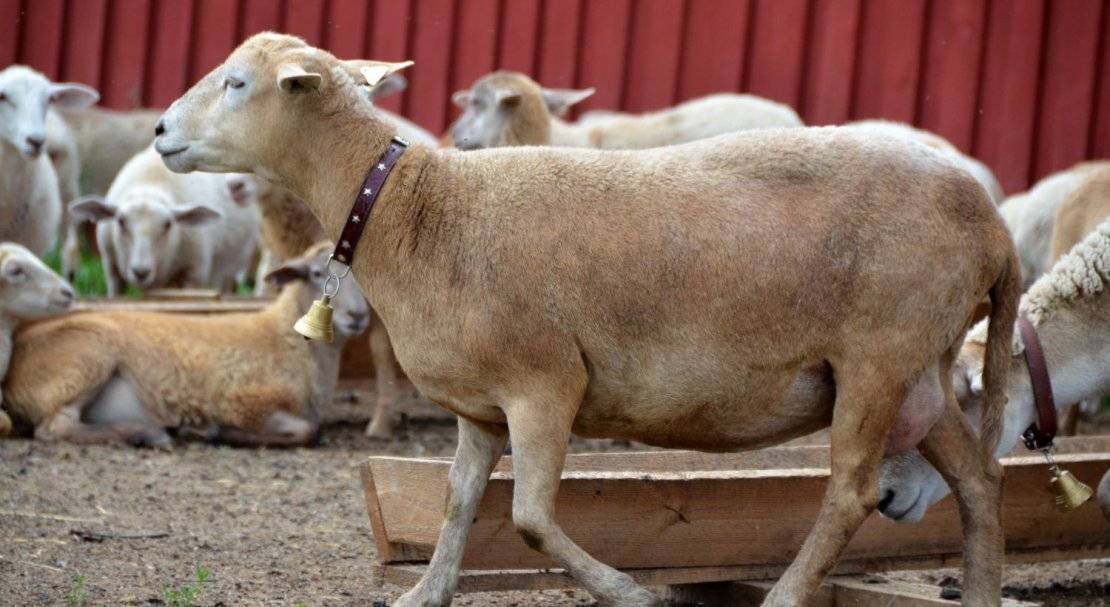 Достоинства, экстерьер и продуктивность короткошерстных Катумских овец