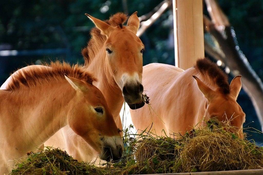 Что едят лошади: как правильно кормить, нормы, суточный рацион