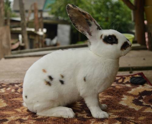 Кролик рекс: особенности и содержание породы