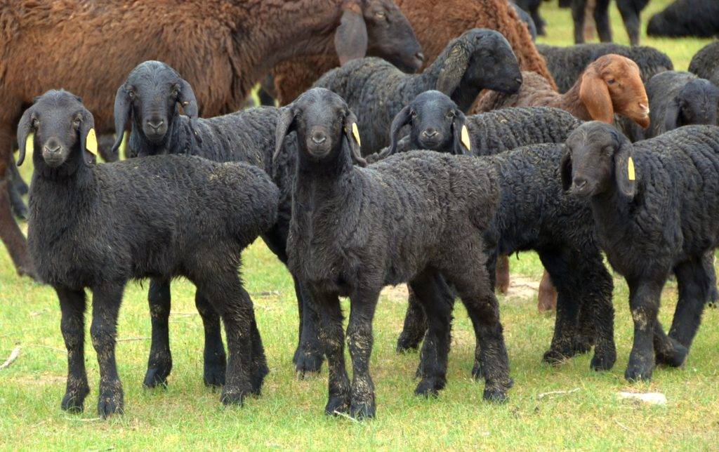 ᐉ курдючные породы овец: описание и характеристики - zooon.ru