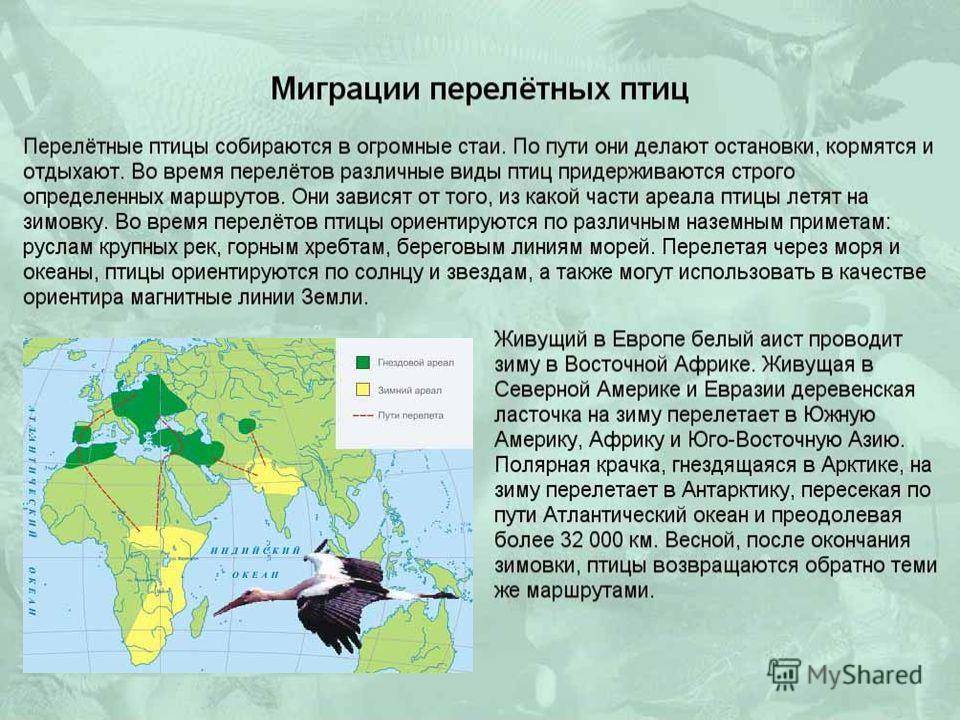 Тайны речной утки чирок: описание вида, среда обитания, период размножения