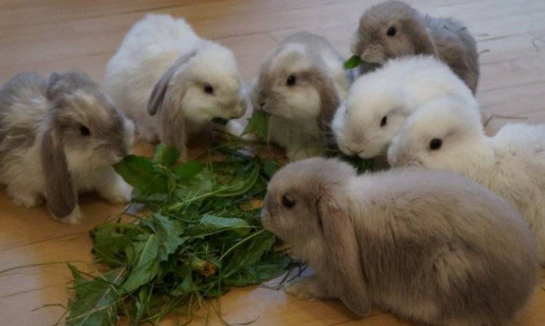 Декоративные кролики уход и содержание в домашних условиях