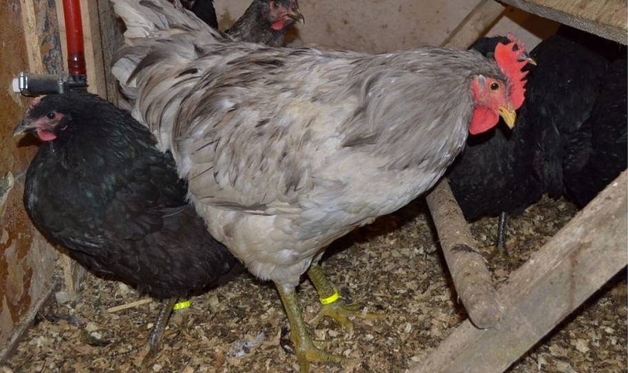 Курицы породы джерсийский гигант: особенности содержания и разведения